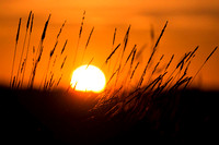 night 2014 Jan Wat Tyler 160 5_