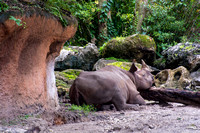 2017 09 03 Florida 0070 Animal Kingdom