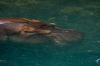 2017 09 03 Florida 0088 Animal Kingdom