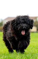20201018 Pets At Canvey2372