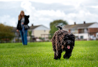 20201018 Pets At Canvey2092